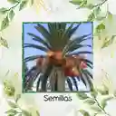 50 Semillas Orgánicas De Palma Canariensis