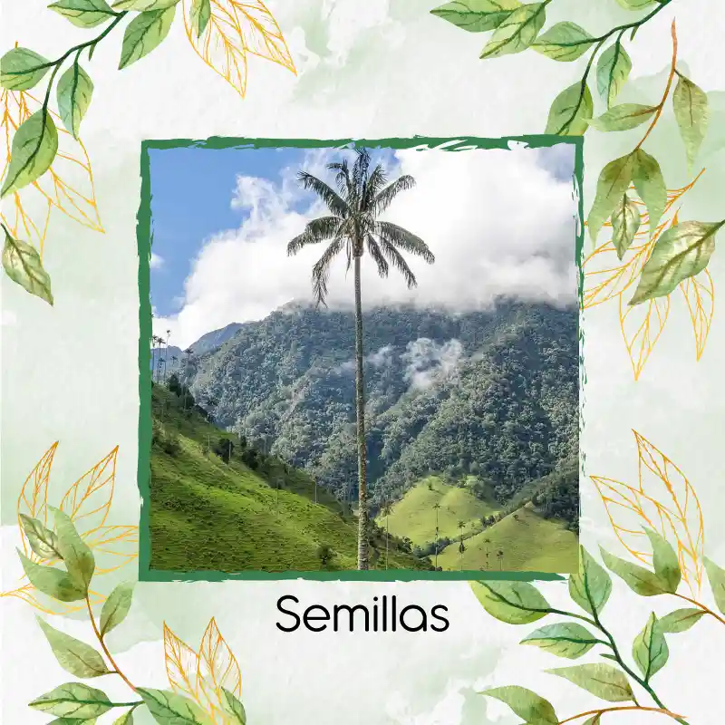 5 Semillas Orgánicas De Palma De Cera