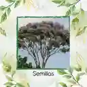 1.600 Semillas Orgánicas De Árbol Pavito Chingalé
