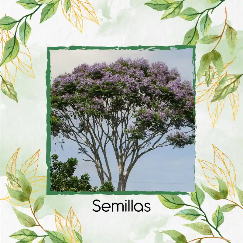 1.600 Semillas Orgánicas De Árbol Pavito Chingalé