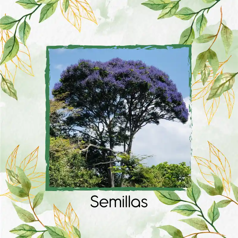 1.600 Semillas Orgánicas De Árbol Pavito Chingalé