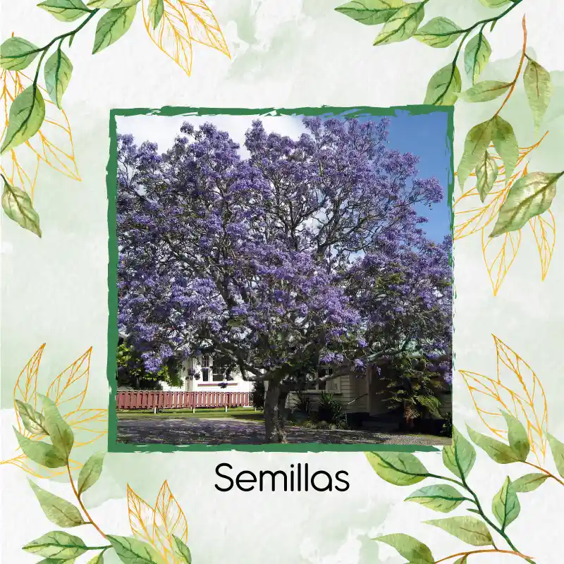 1.600 Semillas Orgánicas De Árbol Pavito Chingalé