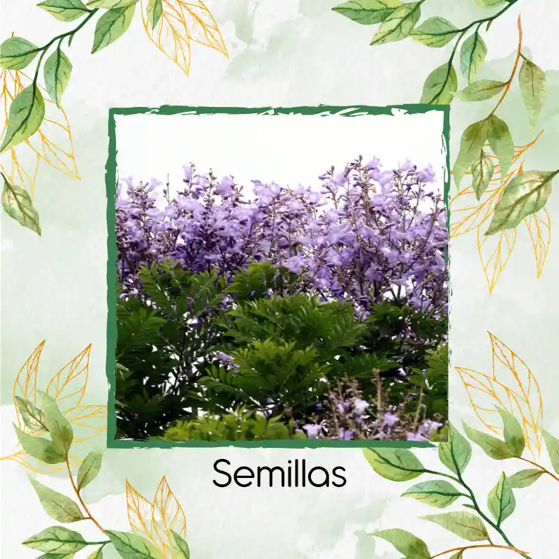 1.600 Semillas Orgánicas De Árbol Pavito Chingalé