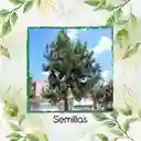 10 Semillas Orgánicas De Pino Caribe