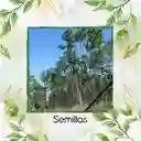 10 Semillas Orgánicas De Pino Caribe