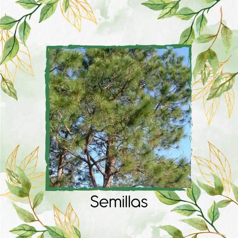 10 Semillas Orgánicas De Pino Caribe