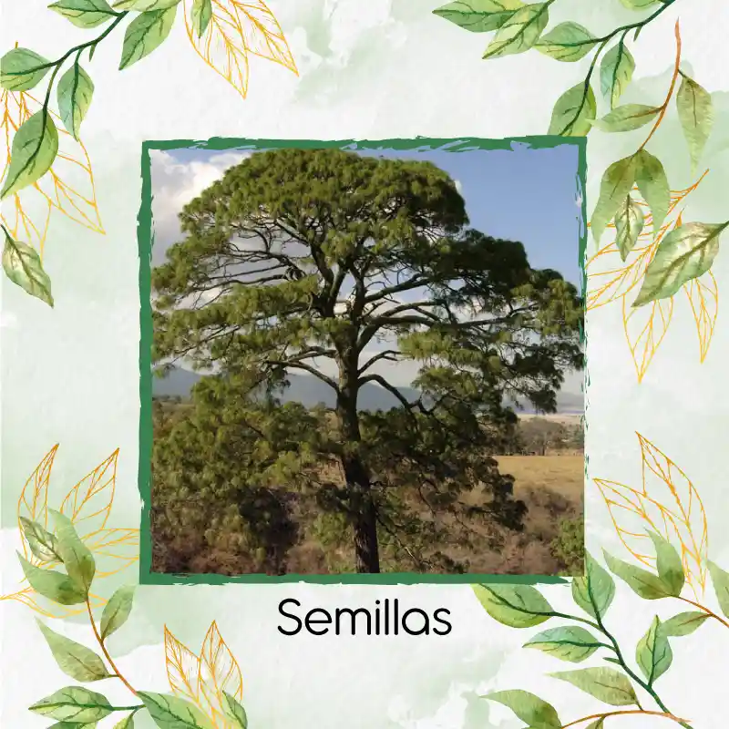 40 Semillas Orgánicas De Pino Maximinoi
