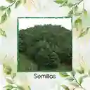 40 Semillas Orgánicas De Pino Maximinoi