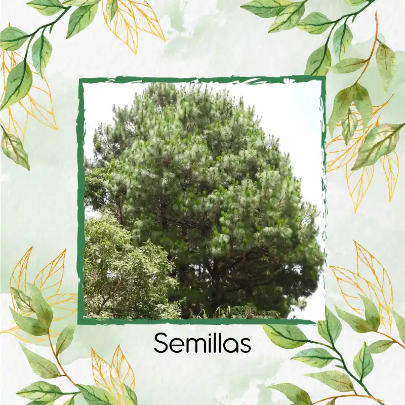 40 Semillas Orgánicas De Pino Maximinoi