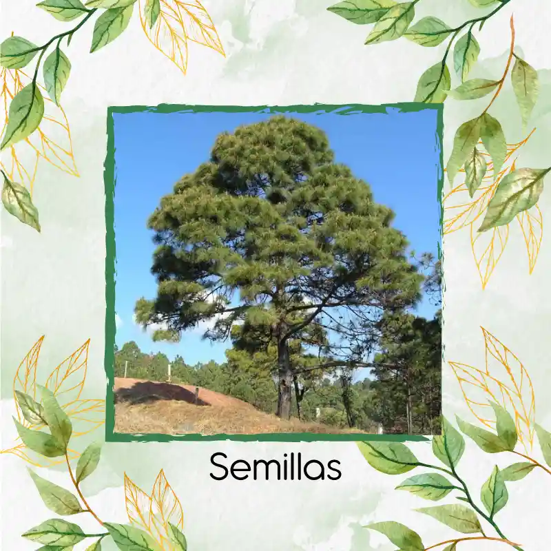 40 Semillas Orgánicas De Pino Oocarpa