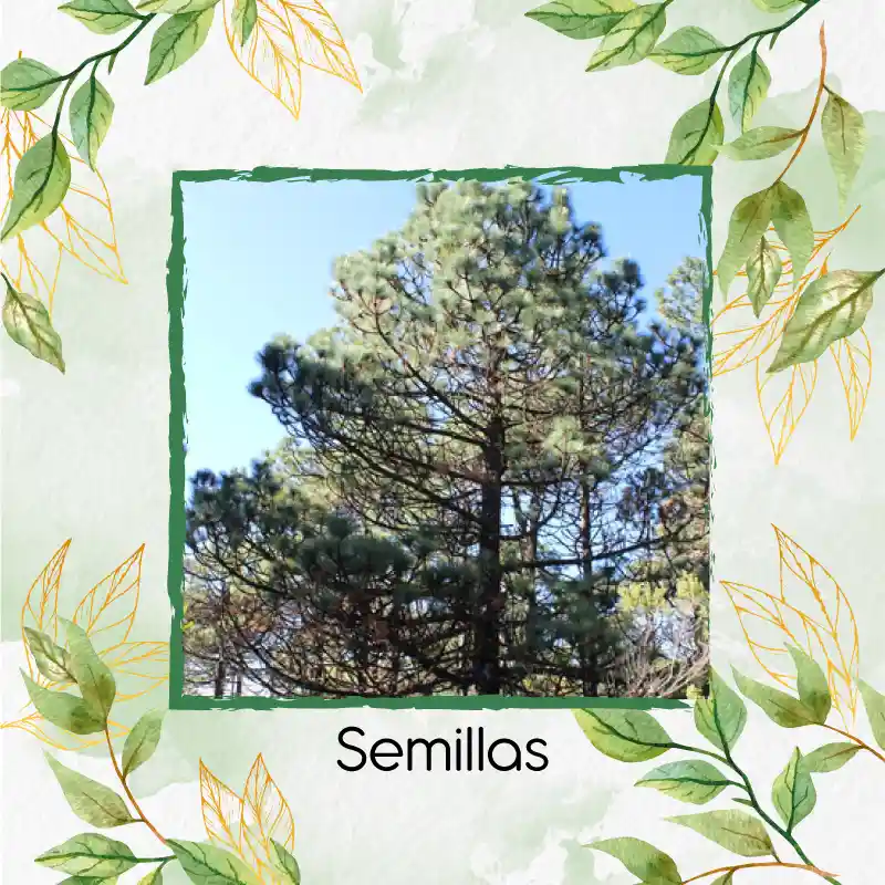 40 Semillas Orgánicas De Pino Oocarpa