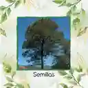 40 Semillas Orgánicas De Pino Oocarpa