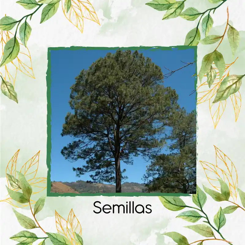 40 Semillas Orgánicas De Pino Oocarpa