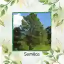 40 Semillas Orgánicas De Pino Oocarpa