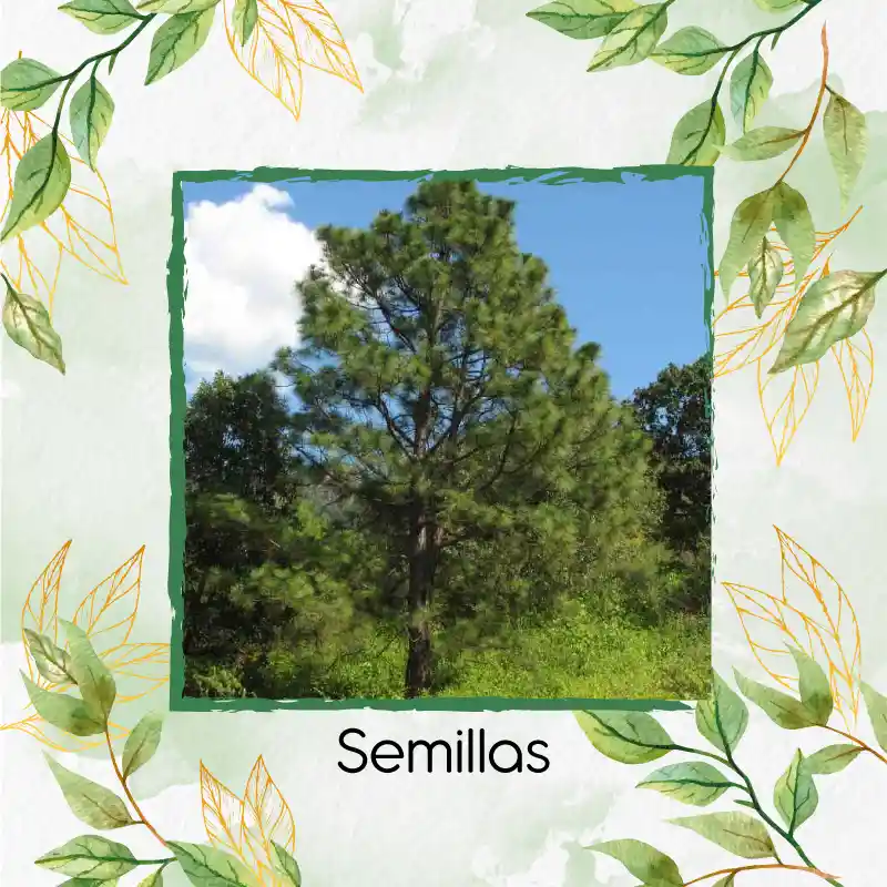 40 Semillas Orgánicas De Pino Oocarpa