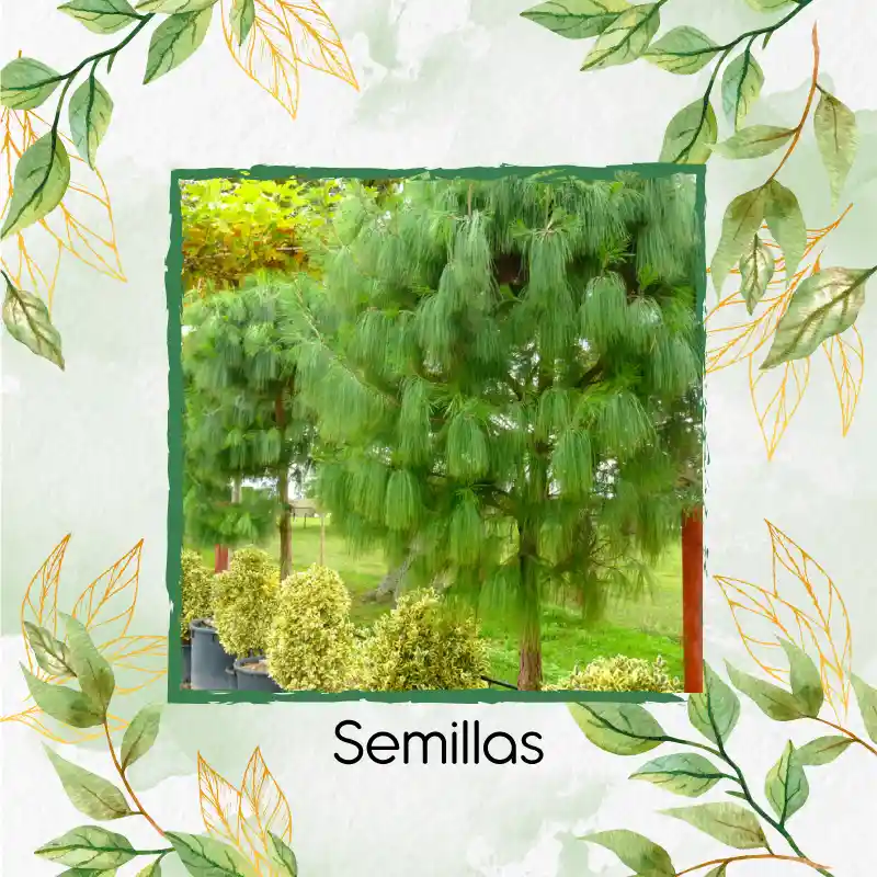 25 Semillas Orgánicas De Pino Pátula
