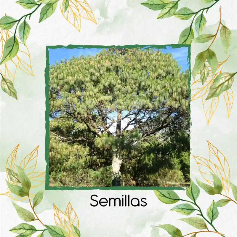 25 Semillas Orgánicas De Pino Pátula
