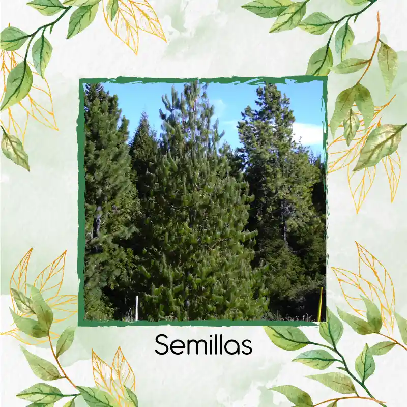 25 Semillas Orgánicas De Pino Pátula