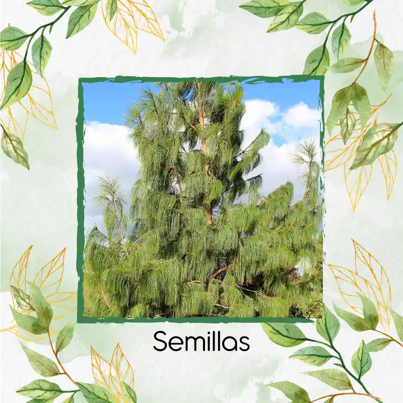 25 Semillas Orgánicas De Pino Pátula