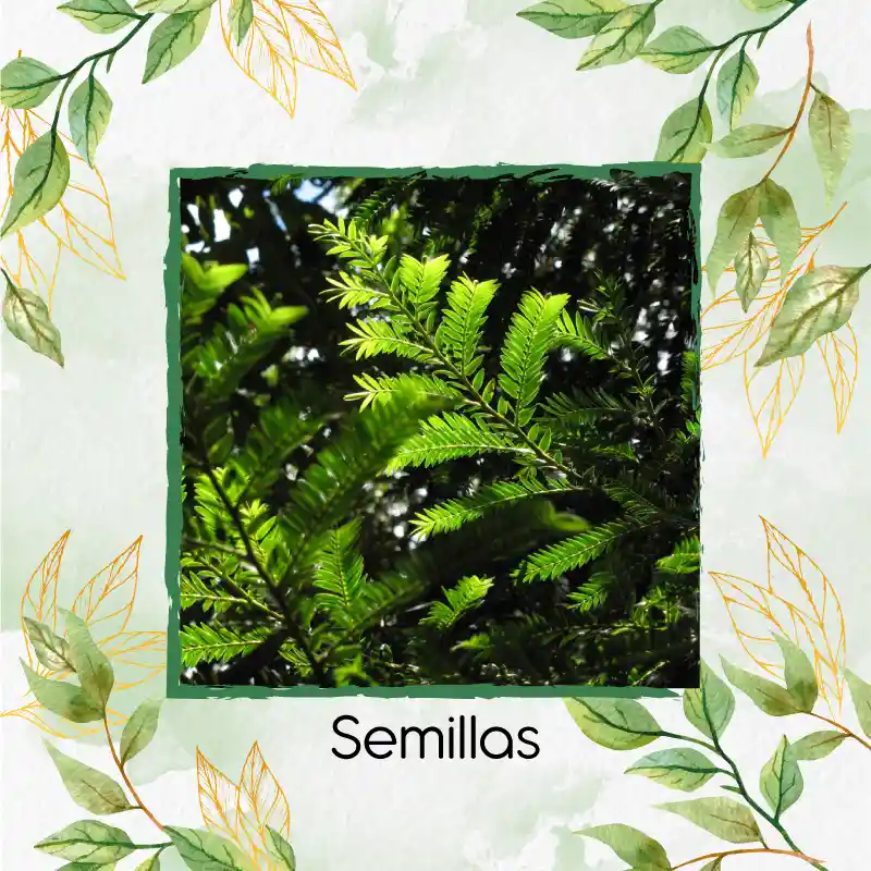10 Semillas Orgánicas De Pino Romerón