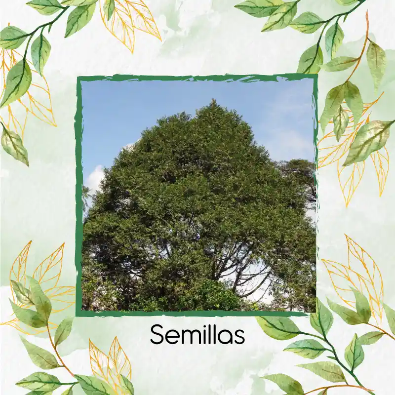 10 Semillas Orgánicas De Pino Romerón