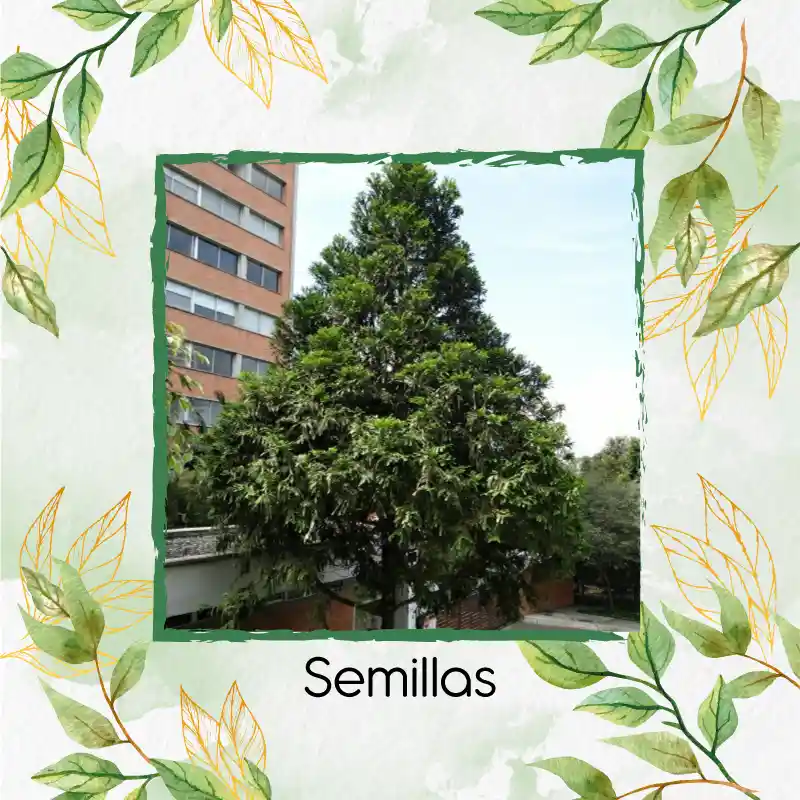 10 Semillas Orgánicas De Pino Romerón