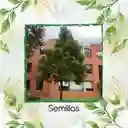 10 Semillas Orgánicas De Pino Romerón