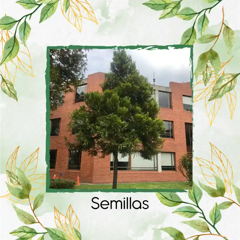 10 Semillas Orgánicas De Pino Romerón