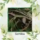 400 Semillas Orgánicas De Pino Tecunumani