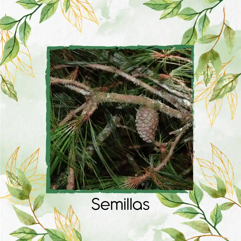 400 Semillas Orgánicas De Pino Tecunumani