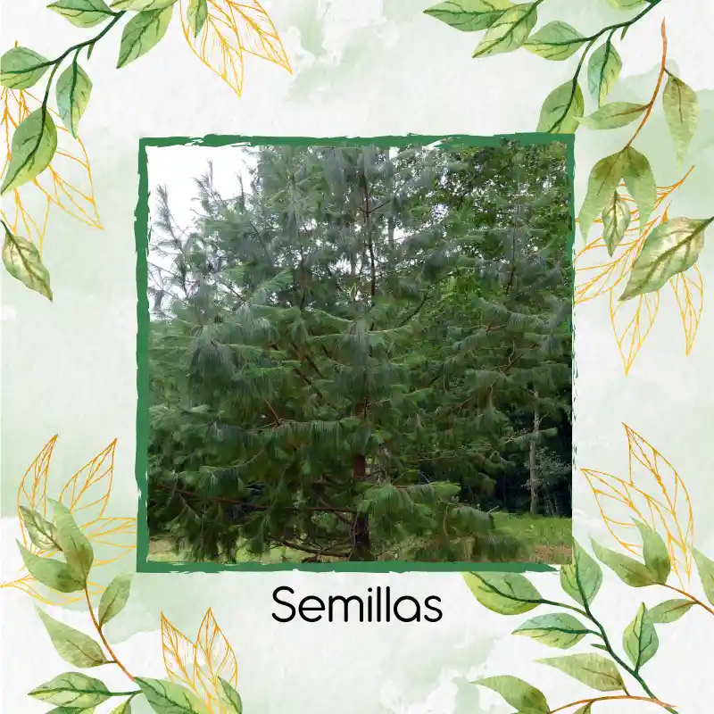 400 Semillas Orgánicas De Pino Tecunumani