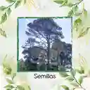 400 Semillas Orgánicas De Pino Tecunumani