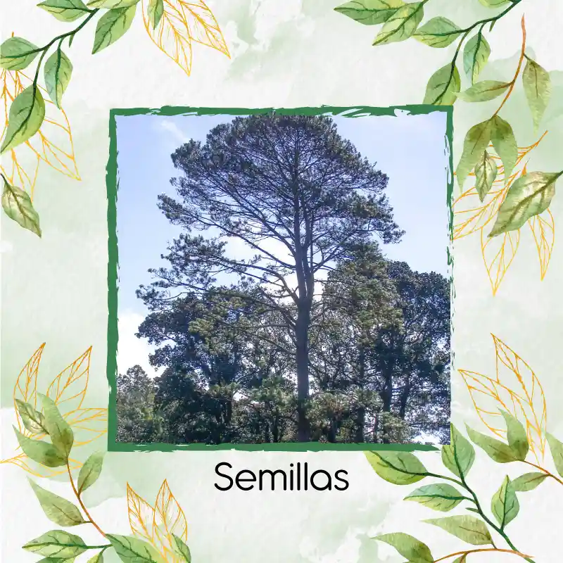 400 Semillas Orgánicas De Pino Tecunumani