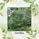400 Semillas Orgánicas De Pino Tecunumani