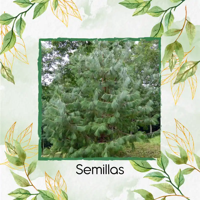 400 Semillas Orgánicas De Pino Tecunumani