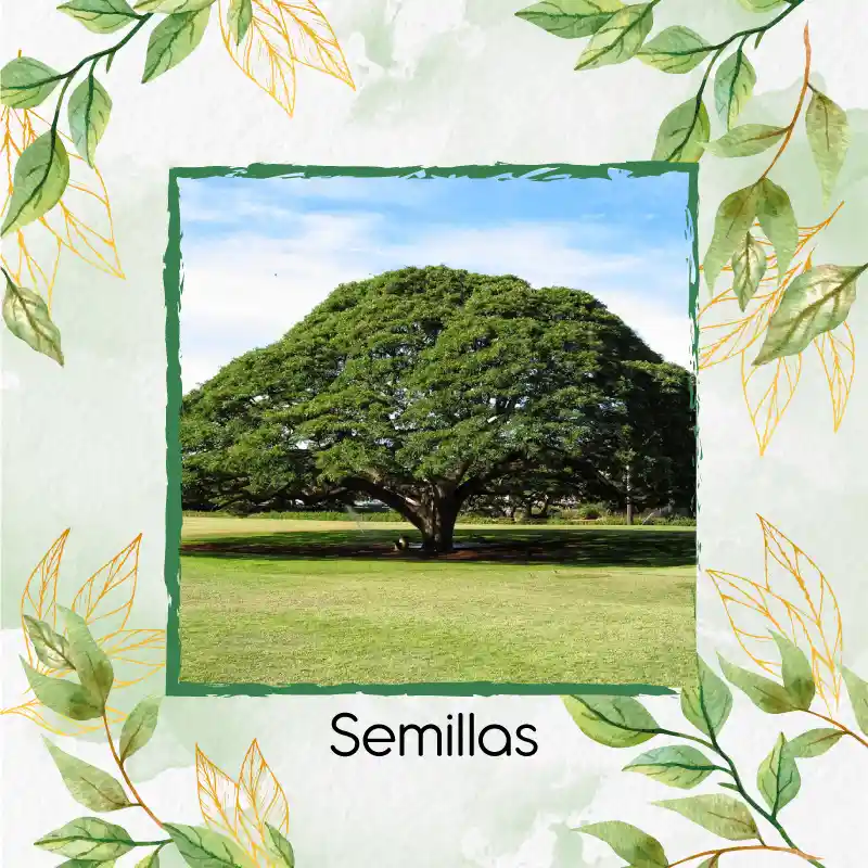 25 Semillas Orgánicas De Árbol Samán