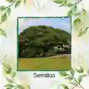 25 Semillas Orgánicas De Árbol Samán