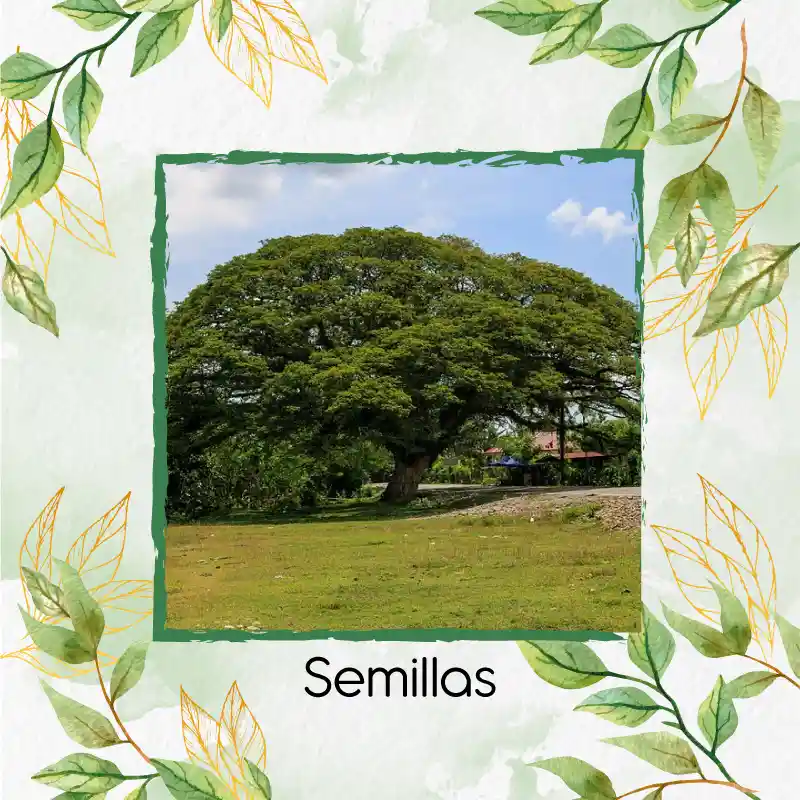 25 Semillas Orgánicas De Árbol Samán