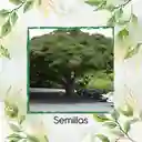 50 Semillas Orgánicas De Árbol Samán