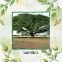 100 Semillas Orgánicas De Árbol Samán