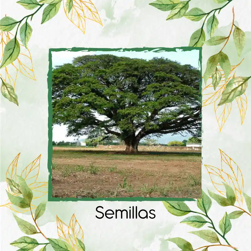 100 Semillas Orgánicas De Árbol Samán