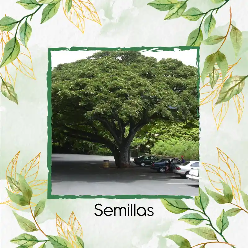 100 Semillas Orgánicas De Árbol Samán