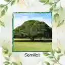 1.000 Semillas Orgánicas De Árbol Samán