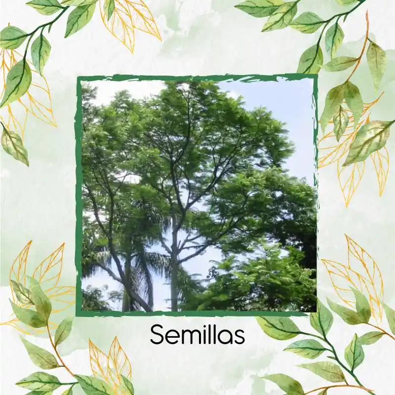 5 Semillas Orgánicas De Árbol Tambor Frijolito