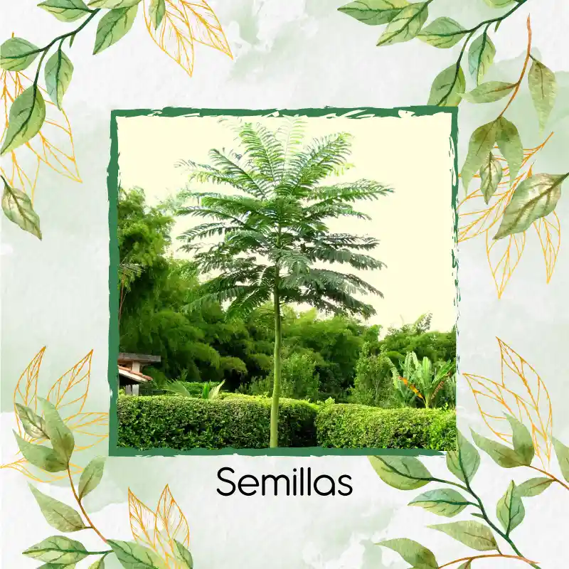 25 Semillas Orgánicas De Árbol Tambor Frijolito