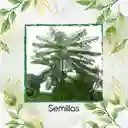25 Semillas Orgánicas De Árbol Tambor Frijolito