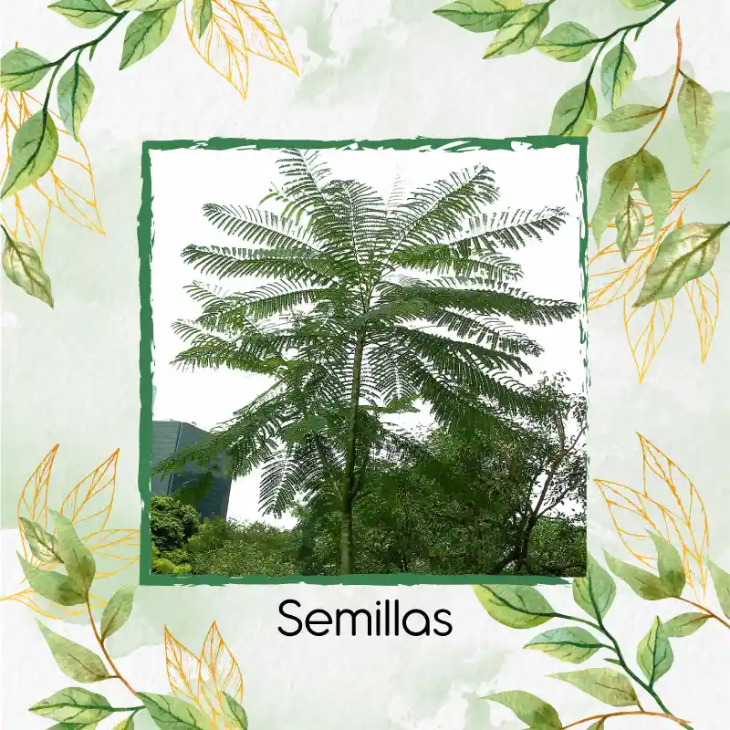 25 Semillas Orgánicas De Árbol Tambor Frijolito