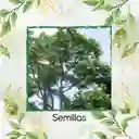 25 Semillas Orgánicas De Árbol Tambor Frijolito