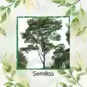 25 Semillas Orgánicas De Árbol Tambor Frijolito