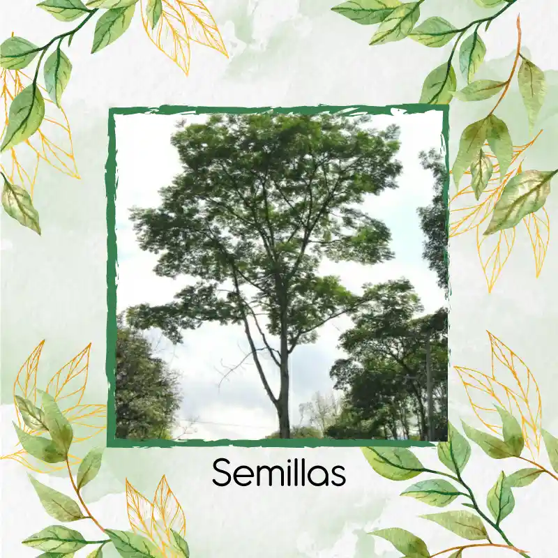 25 Semillas Orgánicas De Árbol Tambor Frijolito
